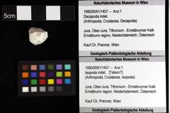 Foto (Objket + Etiketten) von Goniodromites sp. 